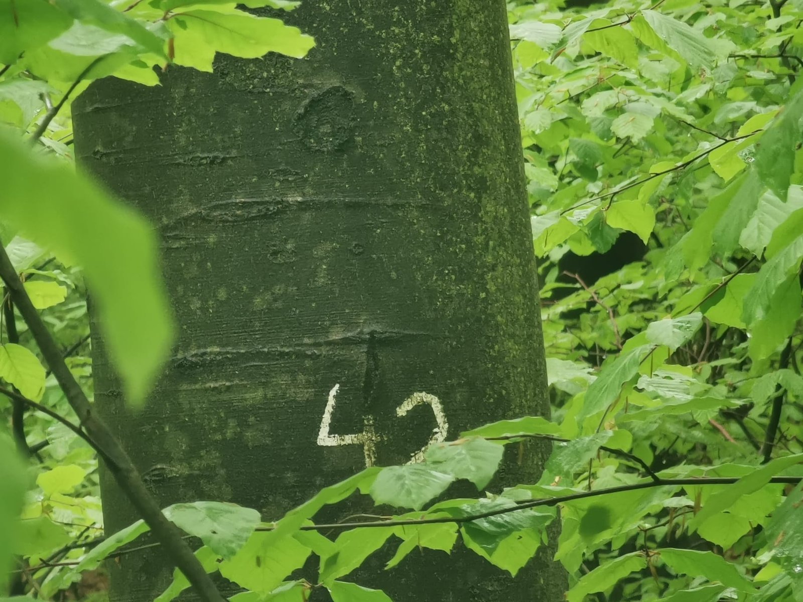 Silvoterapie în Pădurea de Argint din Ținutul Sǎcǎrâmbului