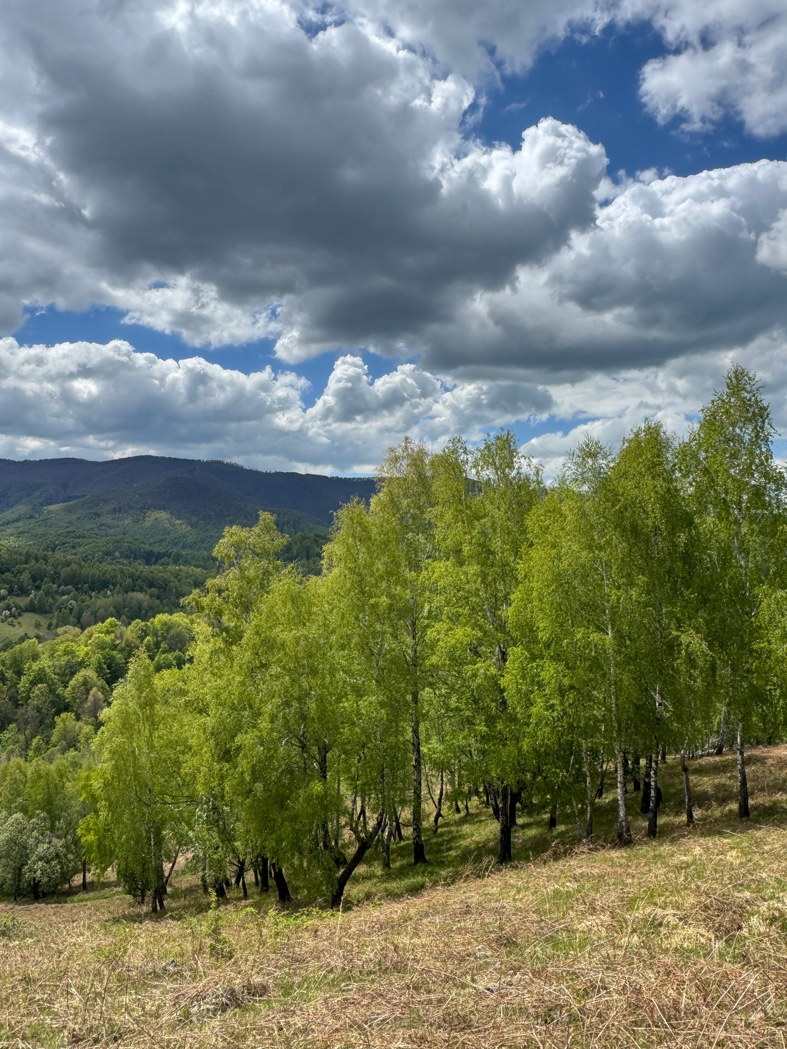 Pǎdurea de mesteceni de pe Transluncani si pădurea cu narcise