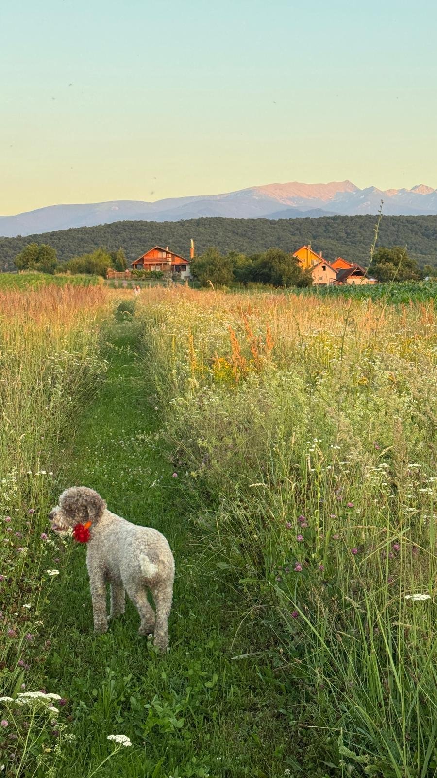 Retreat pentru Stare de Bine - Tara Hațegului